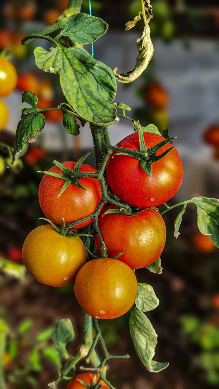 Tomate